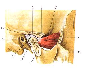  
  Рис. 76. Височно-нижнечелюстной сустав (articulalio temporomaiKlibularis). Сагиттальный 
  разрез. 1-суставной (мышелковый) отросток нижней челюсти; 2-головка нижней челюсти; 
  3-суставиая капсула; 4-наружный слуховой проход; 5-суставной (внутрисуставной) 
  диск; 6-нижнечелюстная ямка; 7-суставной бугорок; 8-латеральная крыловидная 
  мышца; 9-височный отросток скуловой кости (отрезан); 10-венечный отросток нижней 
  челюсти.
  Fig. 76. Articulatio temporornandibularis. Сагиттальный разрез. 1-processus 
  articularis (condylaris) mandibulae; 2-caput mandibulae; 3-capsula anicularis; 
  4-porus acusticus extemus; 5-discus articularis; 6-fossa mandibularis; 7-tuberculum 
  articulare; 8-m.pterygoideus later-alis; 9-processus temporalis ossis zygomatici; 
  10-processus coro-noideus.
  Fig. 76. Tenporomandibular joint (sagittal section). 1-articular (condylar) 
  process of mandible; 2-head of mandible; 3-articular capsule; 4-external acoustic 
  opening; 5-articular disc; 6-mandibular fossa; 7-articular tubercle; 8-lateral 
  pterygoid muscle; 9-temporal process of zygomatic bone (it is cut); 10-coronoid 
  process of mandible.